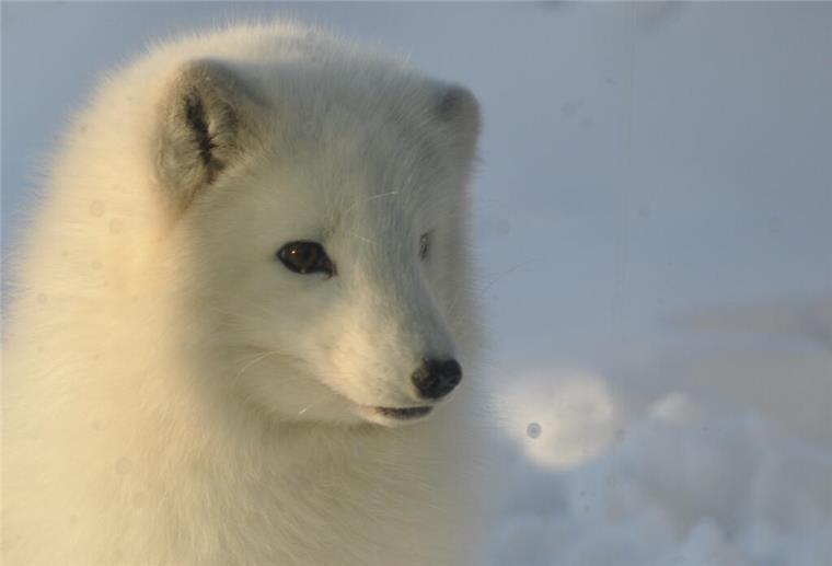 Einfach tierisch: Zoo am Meer bietet winterliche Führungen an Der Polarfuchs weiß, wie man geschickt durch den Winter kommt.