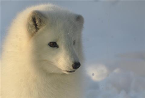 Der Polarfuchs weiß, wie man geschickt durch den Winter kommt.