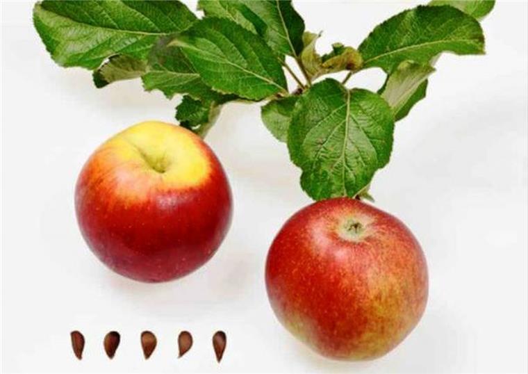 Der Reitländer Apfel. So wird er in dem Buch des Ökowerks Emden abgebildet.