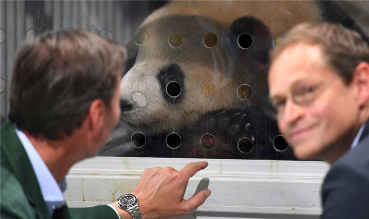 Die Pandas Träumchen und Schätzchen landen in Berlin Der Riesenpanda Meng Meng (Träumchen) schaut in Schönefeld (Brandenburg) nahe Berlin am Frachtterminal des Flughafens aus seiner Transportbox heraus. «Meng Meng» und ein weiterer Panda werden in den Berliner Zoo einziehen.