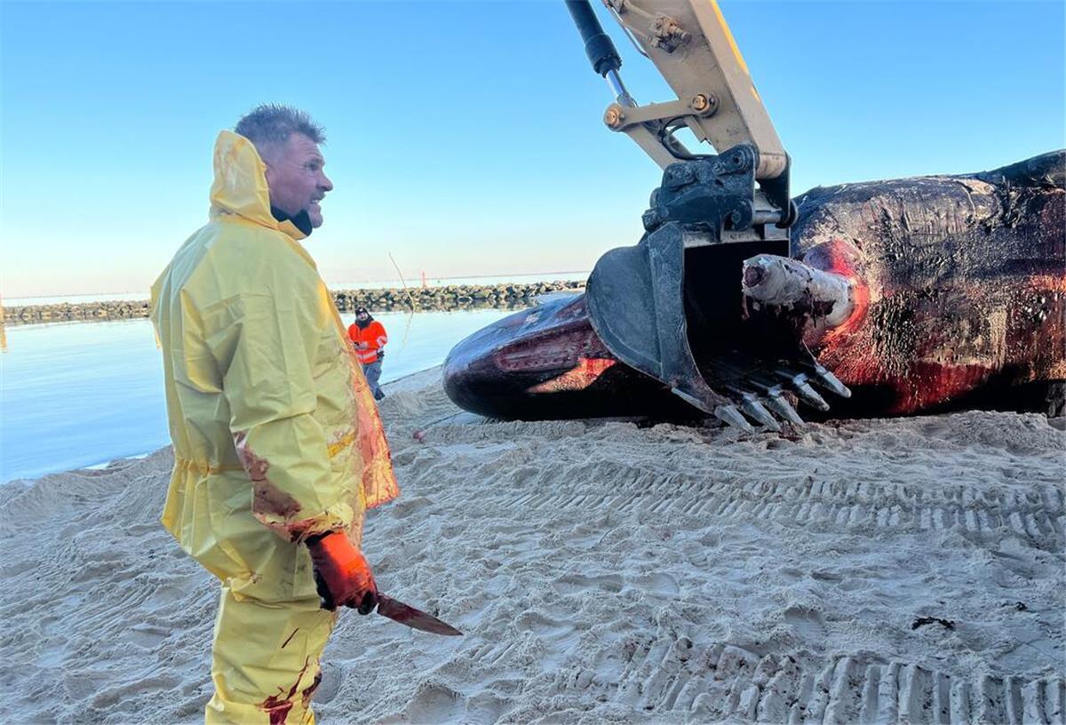 Sylt-Wal: Spezialist bei Bremerhaven legt Knochen frei Ein toter Pottwal liegt auf dem Sandstrand vor Hörnum auf Sylt. Der rund 16 Meter lange Kadaver des jungen Bullen wurde aus dem Wasser geborgen, wo er schon einige Zeit trieb. Der 10 bis 15 Tonnen schwere Körper soll weiter auf das Festland gebracht werden. (zu dpa: «Sylt-Wal: Spezialist löst Fleischreste vom Unterkiefer»)