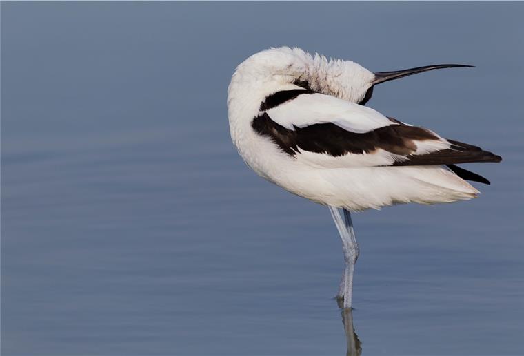 Mit Fernglas, Tee und Bestimmungsbuch Der Säbelschnäbler ist das Aushängeschild der 12. Zugvogeltage.