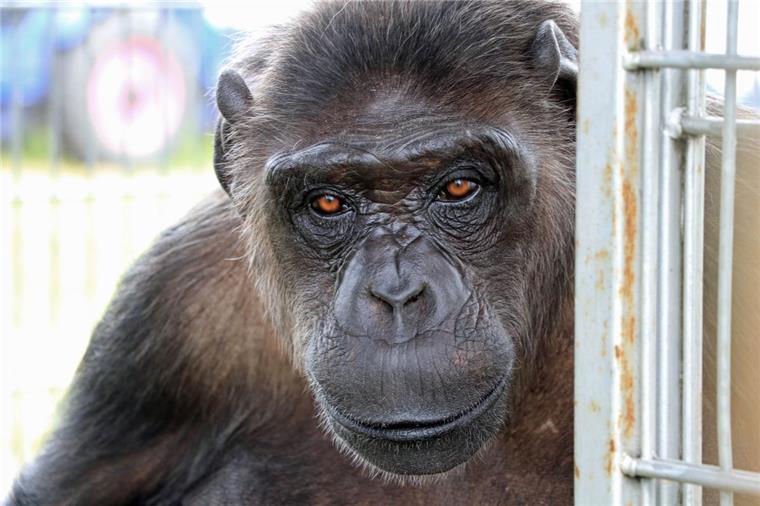 Zirkus Belly gastiert in Zeven: "Schimpanse Robby gehört zur Familie" Der Schimpanse Robby ist 1971 in einem Zoo geboren und wuchs gemeinsam mit sechs Kindern des Ehepaares Köhler auf.