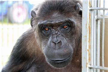 Der Schimpanse Robby ist 1971 in einem Zoo geboren und wuchs gemeinsam mit sechs Kindern des Ehepaares Köhler auf.