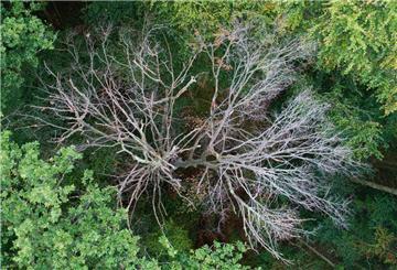 Kranke, vertrocknete Bäume stehen in einem Wald