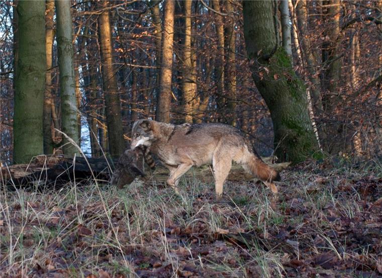 Der Schnappschuss eines Fotografen zeigt einen Wolf bei Hameln mit einem erlegten Waschbär im Maul.