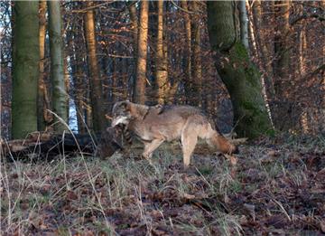 Der Schnappschuss eines Fotografen zeigt einen Wolf bei Hameln mit einem erlegten Waschbär im Maul.