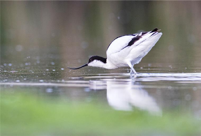 Nordenham wird Teil des Nationalparks Der schöne Säbelschnäbler ist vor allem zur Mauser ein häufiger Vogel im Blexer Watt.