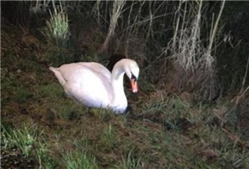 Der Schwan wurde von der Polizei liebevoll „Waldemar“ getauft.