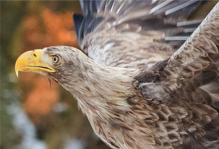 Quiz: Kennst du die Wintervögel der Region? Der Seeadler brütet an der Luneplate und ist auch im Winter dort zu sehen.