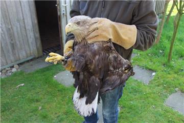 Der Seeadler mit der Ringnummer W187 ist in Lehnstedt gefunden worden. Ihm fehlt nach dem Zusammenstoß mit einer Windkraftanlage fast der komplette linke Flügel. 