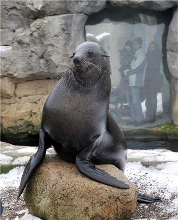 Der Seebärbulle Becks ist im Alter von 18 Jahren im Zoo am Meer gestorben.