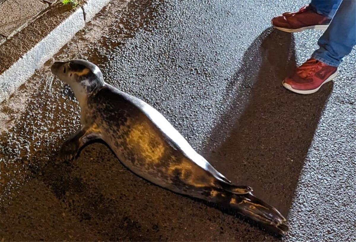 Tierischer Ausflug in Bremerhaven: Plötzlich hoppelt ein kleiner Seehund aus dem Kaiserhafen Der Seehund - hier noch auf der Franziusstraße - wirft einen Blick auf den Kaiserhafen III.