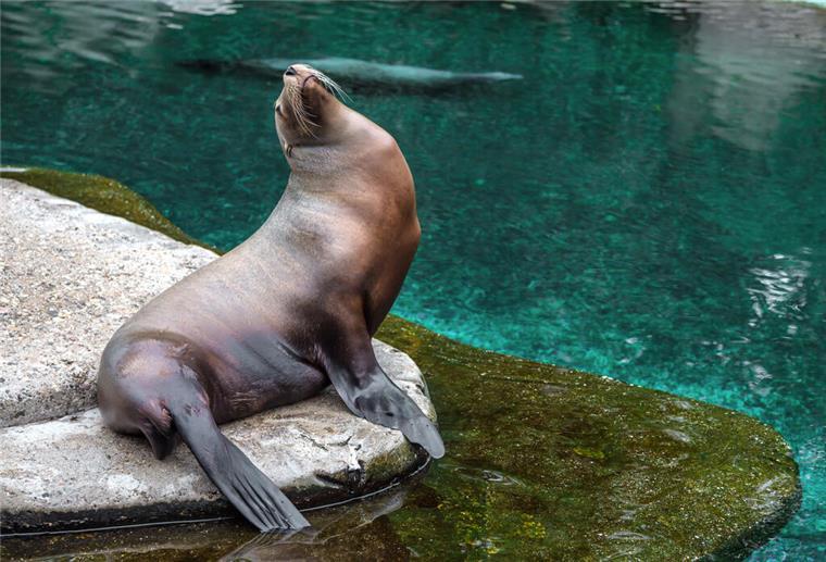 Ein Seelöwe sitzt auf einem Stein