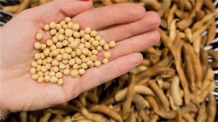 Auch wegen veganer Ernährung: Anbau von Soja nimmt zu Der Sojaanbau in Niedersachsen ist in den vergangenen Jahren kontinuierlich gestiegen. (Archivfoto)