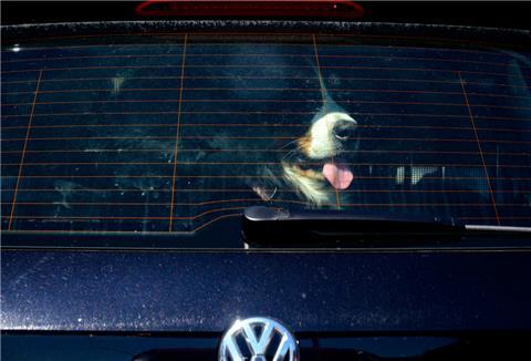 Ein Hund im Auto