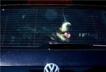 Ein Hund im Auto