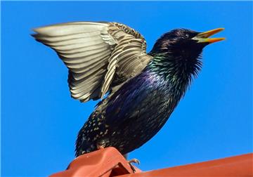 Der Star ist der Vogel des Jahres 2018.