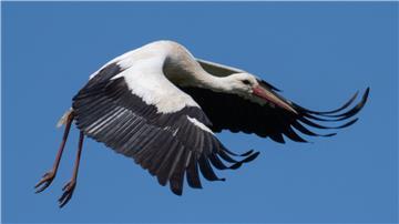 Der Storch machte sich auf und davon. (Symbolbild)