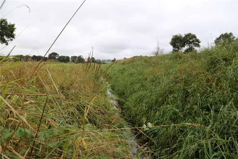 Sauerei: Kreis entdeckt Abwasserpilz bei Ahe Der Ströhengraben fließt bei Kirchwistedt-Ahe in die Ahe – ein Bach von höchster Wassergüte. In der Ferne ist die Biogas-Anlage zu sehen.