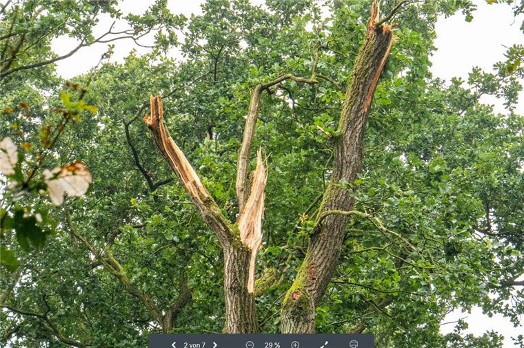 Wirbelsturm spaltet Baum in Bad Bederkesa Der Sturm hat in der Nacht zu Sonntag die Baumkrone quasi "herausgedreht".
