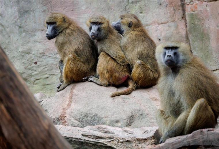 Riesige Empörung! Nürnberger Zoo will gesunde Affen töten lassen Paviane sitzen in ihrem Gehege im Tiergarten Nürnberg