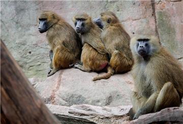  Paviane sitzen in ihrem Gehege im Tiergarten Nürnberg