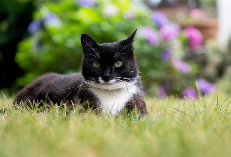 Tierschützer warnen vor extremer Katzenschwemme Der Tierschutzbund erneuert seine Forderung nach einer bundesweiten Kastrationspflicht für Freigängerkatzen.