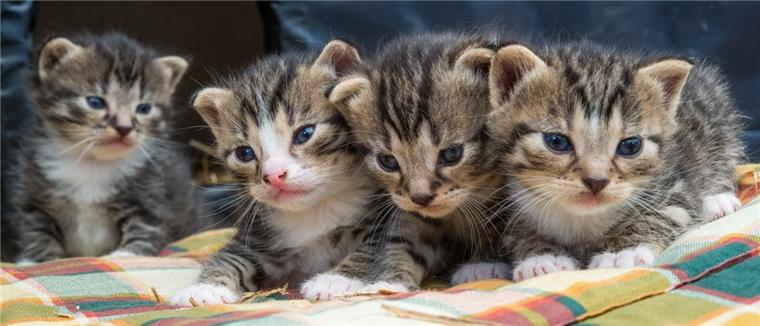 Der Tiersuchdienst Wesermarsch  vermittelt vermisste Tiere