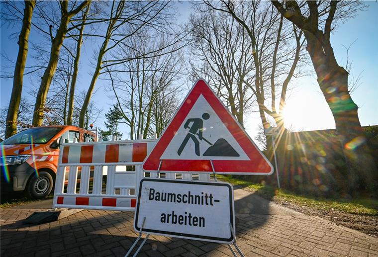 Der ursprünglich angestrebte Heckencharakter sei nicht mehr gegeben, sagt die Gemeinde Schiffdorf und fällt weitere Buchen am Friedhof in Wehdel.