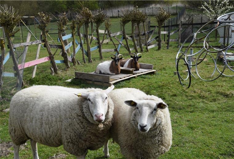 Konto der Kinder- und Jugendfarm geplündert Der Verein Kinder- und Jugendfarm ist froh, dass für die Unterhaltung des Geländes und die Versorgung der Tiere noch genug Geld vorhanden ist.