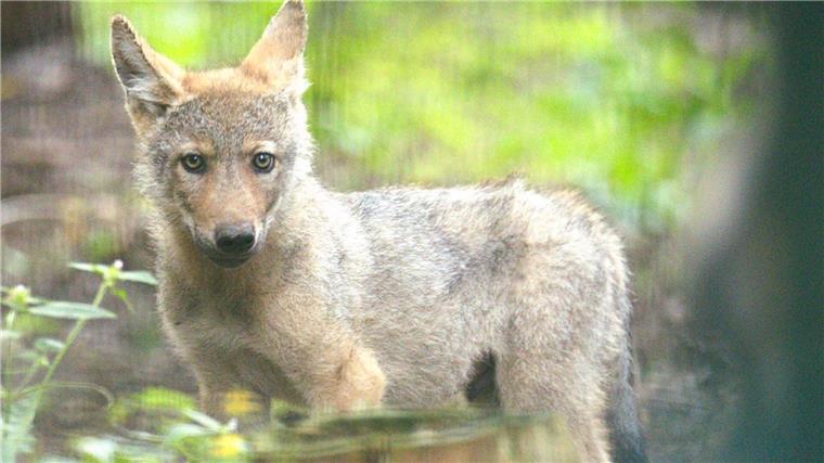 Der verwaiste Welpe wird im Wolfcenter aufgepäppelt. 