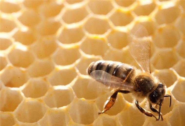 Trotz Regen: Honigernte 2024 im Elbe-Weser-Raum im langjährigen Durchschnitt Der viele Regen hat die Sammelleistung der Bienen deutlich verringert.