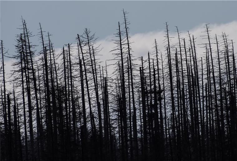 Keine hohe Waldbrandgefahr in Niedersachsen Wolken sind hinter abgestorbenen Fichten im Nationalpark Harz zu sehen.