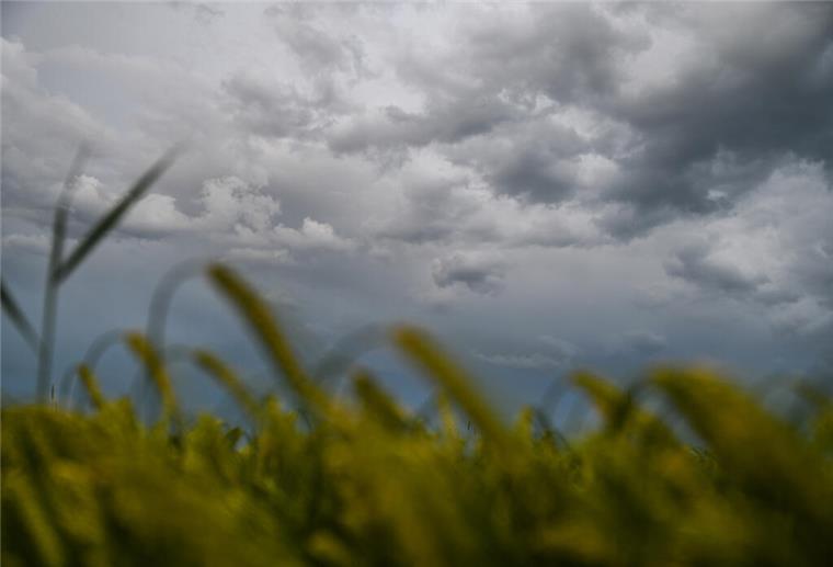 Regen bereitet Bauern in Niedersachsen Probleme Dunkle Wolken ziehen über einem Weizenfeld am Himmel auf.