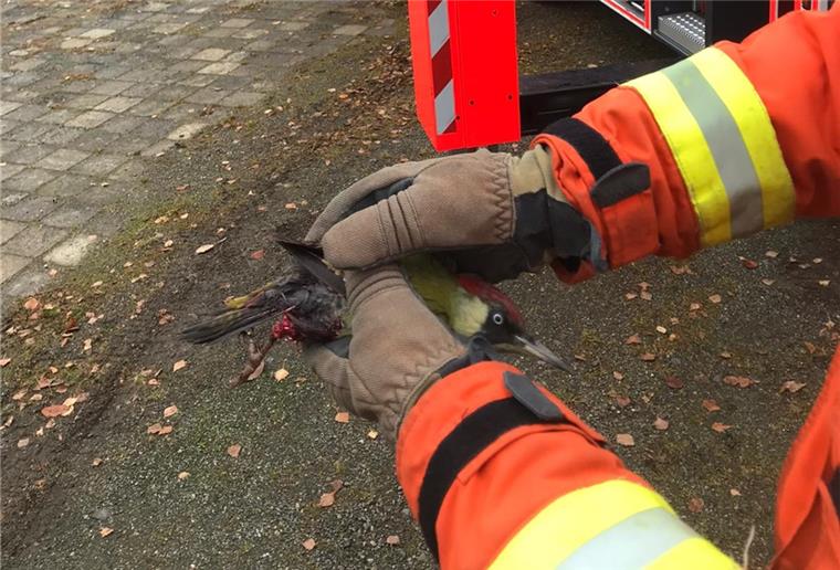 Specht verfängt sich in Angelschnur und wird von Feuerwehr gerettet Der Vogel war in seiner misslichen Lage bereits zur Zielscheibe von Krähen geworden.
