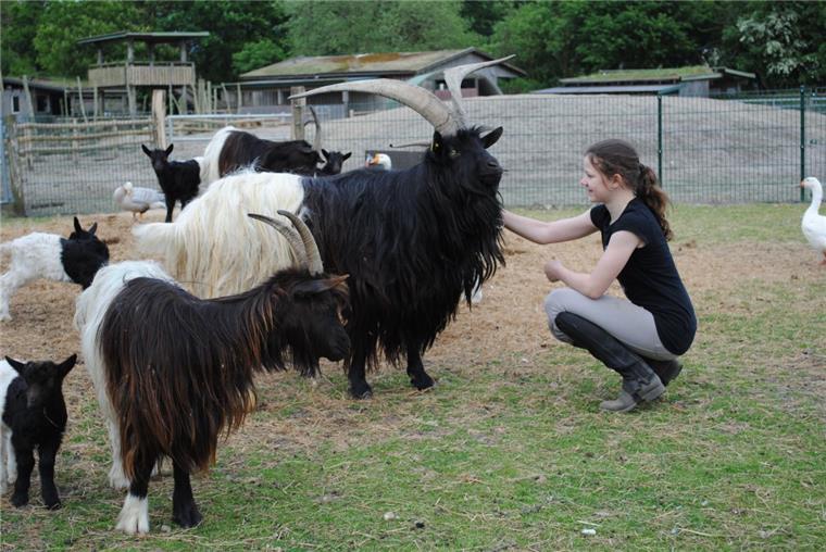 Im Tierpark Cux-Art sind Minischwein, Lama und Uhu zu Hause Der Walliser Schwarzhalsziegenbock Till, den Femke Valentin, Enkelin des Tierparkbetreibers, hier streichelt, ist ganz zahm.