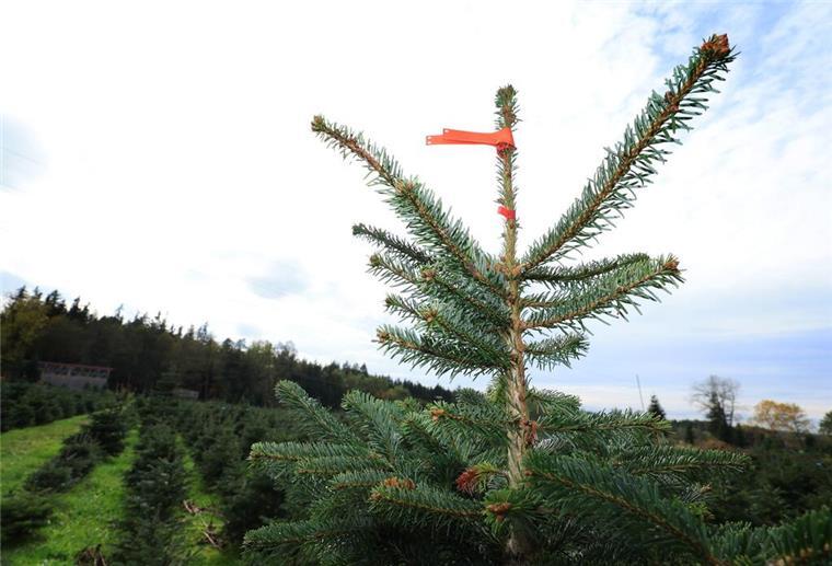 Preis-Schock bei Weihnachtsbäumen! Nordmanntanne wird teurer Der Weihnachtsbaum wird etwas teurer. (Archivbild)