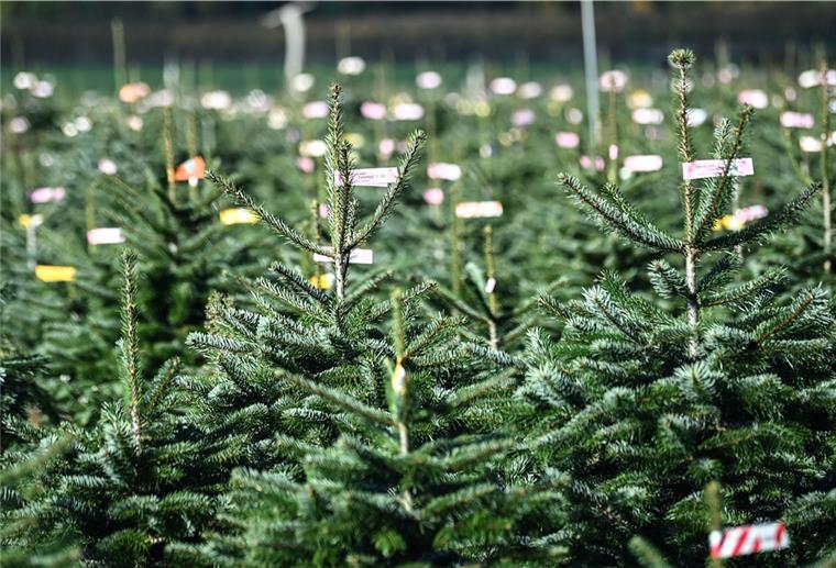 Nun auch in Nordenham Weihnachtsbäume gestohlen Der Weihnachtsbaumklau geht um. In Nordenham sind 35 Stück verschwunden.