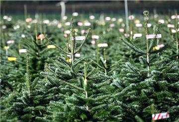 Der Weihnachtsbaumklau geht um. In Nordenham sind 35 Stück verschwunden.