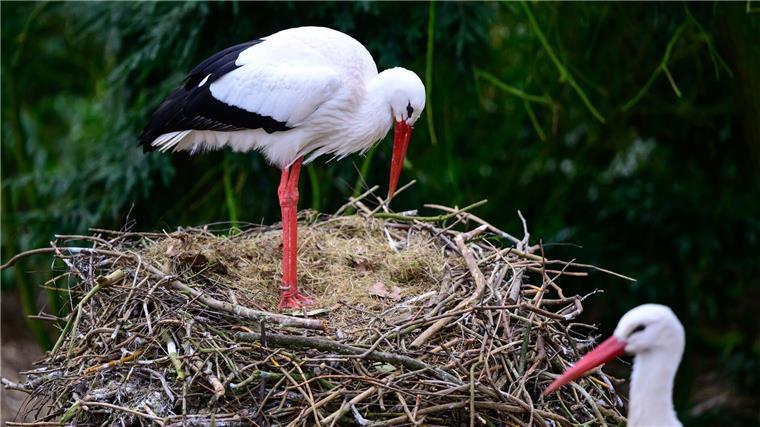 Der Weltvogelwelt Walsrode öffnet am Wochenende seine Pforten und läutet den Frühling ein. 