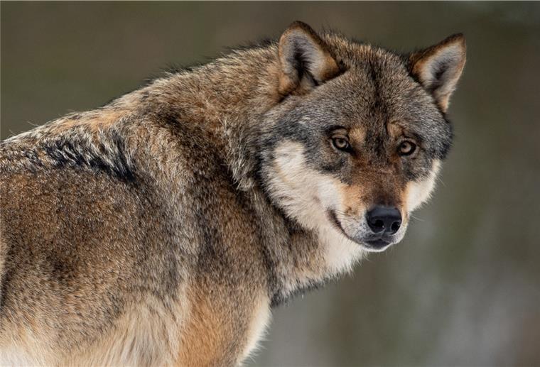 Der Wolf erregt wieder die Gemüter - die Sichtungen nehmen zu, die Risse auch.