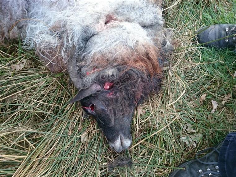 Der Wolf hat in Wollingst fünf tragende Schafe und vier Lämmer gerissen. 