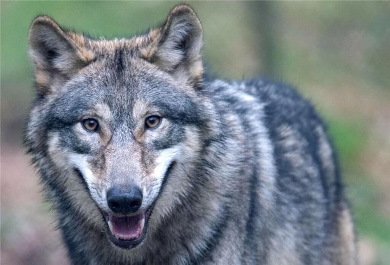 Der Wolf hat sich wieder in Deutschland angesiedelt - und sorgt damit für politische Kontroverse.