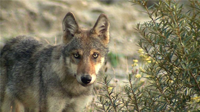 Wolf reißt Kuh und Kalb bei Meckelstedt Der Wolf hat wieder zugeschlagen - diesmal in Meckelstedt.