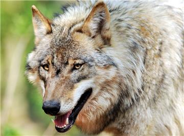 Der Wolf ist wieder heimisch bei uns: Wie stehen die Menschen in der Stadt Bremerhaven und im Cuxland dazu?