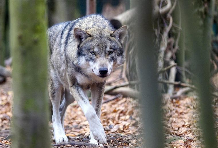Nach Wolfsattacken: Diskussion um Schutzstatus entfacht wieder Ein Wolf läuft durch den Wald