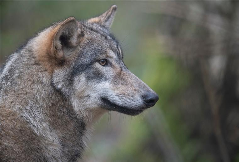 Vortragsreihe rund um den Wolf startet Der Wolf und seine Lebensweise ist Thema einer Vortragsreihe, die nun startet.
