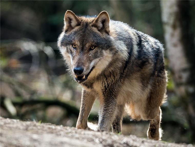Wohin der Wolf jetzt wandert Der Wolf zieht weiter: Experten vermuten, dass er sich demnächst in Richtung Niederlande ansiedeln wird.