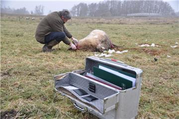 Der Wolfsberater Olaf Kuball zieht auf der Weide an den Kadavern Speichelproben.